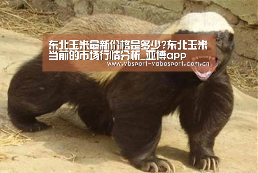 东北玉米最新价格是多少?东北玉米当前的市场行情分析_亚博app(图2) 亚博官网